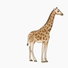 Giraffe Give Birth GIF - Giraffe Give Birth Giving Birth GIFs
