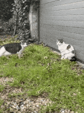 a gray and white cat is standing in the grass next to another cat