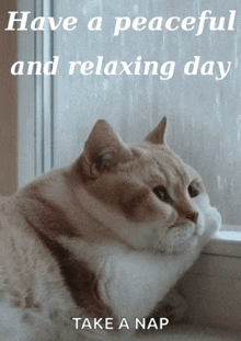 Relaxing Day Cute Cat GIF