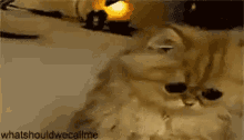 GIF