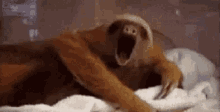 Perezoso Que Descanses GIF - Sloth Tired Yawn GIFs
