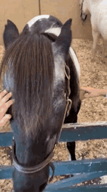 Cavalo Cara GIF - Cavalo Cara De GIFs