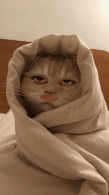 a cat wrapped in a blanket with a sad look on his face