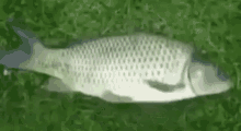 Fish Fishy GIF - Fish Fishy Best Video Ever GIFs