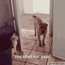 shall not pass cat dog close door