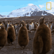 Look Away National Geographic GIF - Look Away National Geographic Penguin Parent Powers GIFs