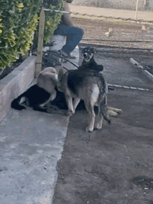 a man is sitting on a bench next to a group of dogs playing on the sidewalk .