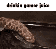 Drinkin Gamer Juice Snake GIF - Drinkin Gamer Juice Gamer Juice Snake GIFs