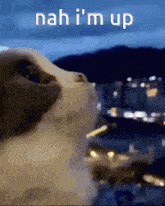 a cat looking up with the words nah i 'm up written above it