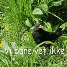 vi bare vet ikke we just dont know dont know bird question mark