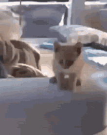 Meonk Cat GIF - Meonk Cat Kitty GIFs