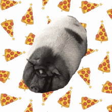 Pig Pizza GIF