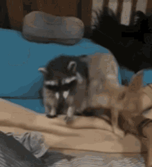 Fox And Raccoon What GIF - Fox And Raccoon What What Did You Say GIFs