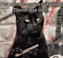 Cat Cheeto GIF