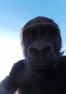 a close up of a monkey 's face with a blue sky in the background
