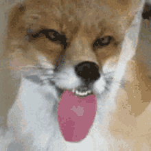 Funny Fox GIF - Funny Fox Tongue Out GIFs