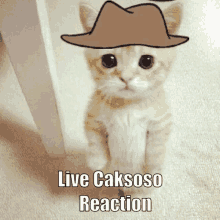 Cak Caksoso GIF - Cak Caksoso Live GIFs
