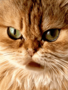 angry mad cat tongue grumpy