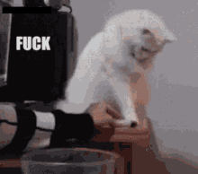 Cat Fuck This Thing GIF - Cat Fuck This Thing Fuck Those GIFs