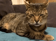 Dream Cat Meditation GIF - Dream Cat Meditation Thinking GIFs