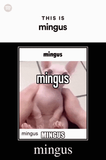 Mingus Bingus GIF