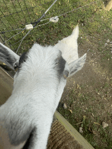 Funny Memes Goat GIF - Funny Memes Goat Got Games On Your Phone GIFs