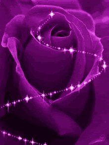 Sarky Purple GIF - Sarky Purple Rose GIFs