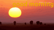 good morning morning gm sun sunrise