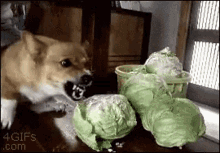 sushichaeng dog eating cabbage dog eating cabbage gif angry dog excited