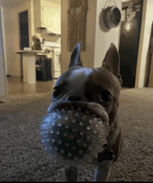 a dog is holding a ball in its mouth and looking at the camera