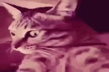Insane Cat GIF - Insane Cat GIFs