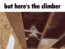 but heres the climber but heres the but heres but cat