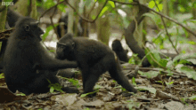Macaque Hug GIF