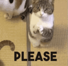 Please Cat GIF - Please Cat Saying GIFs