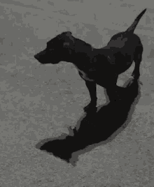 a black dog is running on a street and its shadow is visible