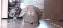 Abandon Thread GIF - Abandonthread Bunny Run GIFs