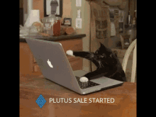 Cat Typing GIF - Cat Typing Laptop GIFs