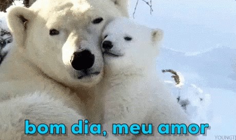 Bom Dia Meu Amor / Urso Polar / Ursinhos GIF - Polar Bear Good Morning Love  - Discover & Share GIFs