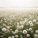 a field of white daisies and dandelions with a white background