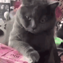 Cat Cat Cash GIF