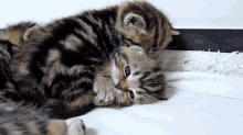 Kittens Cuddle GIF - Kittens Cuddle Sweet GIFs