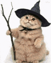 a cat is wearing a witch hat and holding a wand .