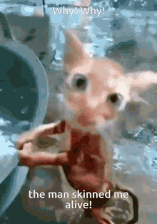Skinned Cat GIF - Skinned Cat Freak GIFs