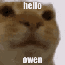 Hello Owen GIF - Hello Owen GIFs