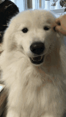 White Dog Dog GIF - White Dog Dog Wink GIFs