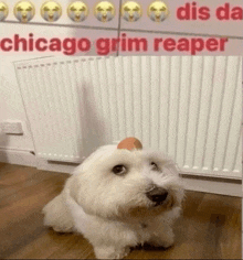 a small white dog with an egg on its head is sitting in front of a radiator with chicago grim reaper written on it .
