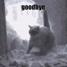 Cat Goodbye GIF - Cat Goodbye Catleave GIFs