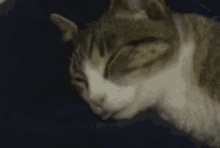 Cat Sleeping GIF - Cat Sleeping Sleepy GIFs