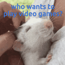 Video Games Rat GIF - Video Games Rat Pets GIFs