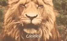 aslan narnia lion roar
